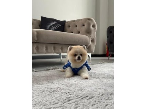 Erkek pomeranian boo party colour