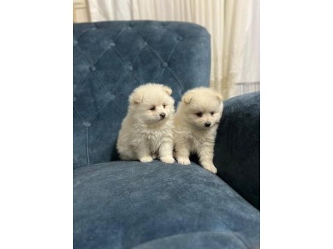 Oyuncak pomeranian bebek ayarında yavrularımız