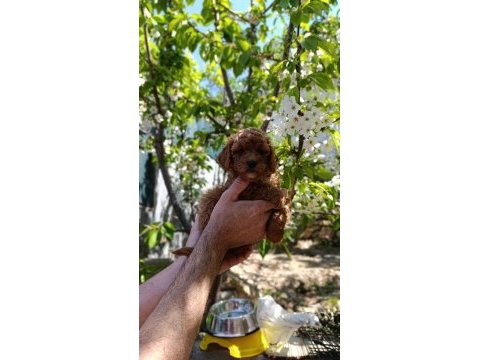 Koyu kızıl poodle