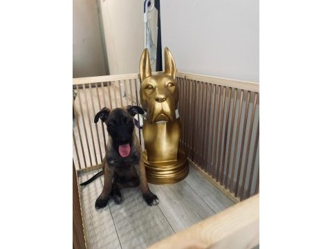 Kara maske malinois erkek yavru