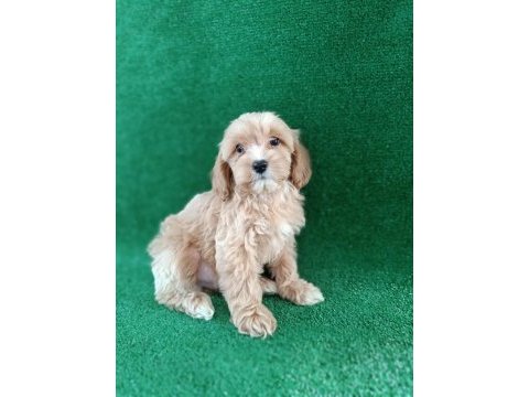 Maltipoo dişi erkek