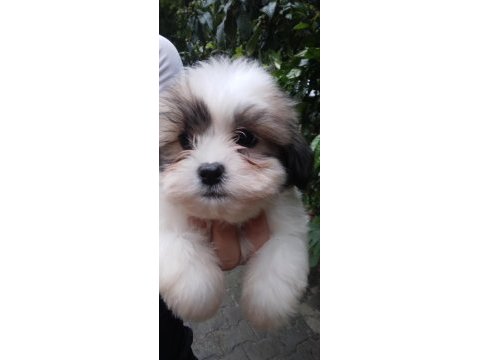 Harika morkie bebekler