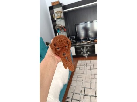 Toy poodle köpeği