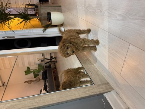 Poodle 2,5 aylık