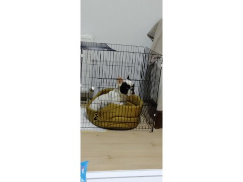 French bulldog 1.5 yaşında
