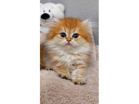 British longhair 2 aylık dişi