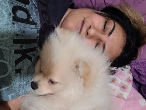 Pomeranian boo 4,5 aylık