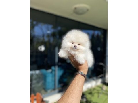 Pomeranian yavrularımız