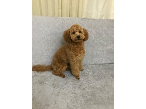 Kendi kızımın poodle bebekleri
