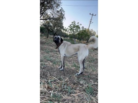2 yaşında dişi çok kıvrak ve zeki köpeğimiz