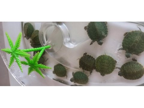 Su kaplumbağalarımız evinizin neşesi olacak