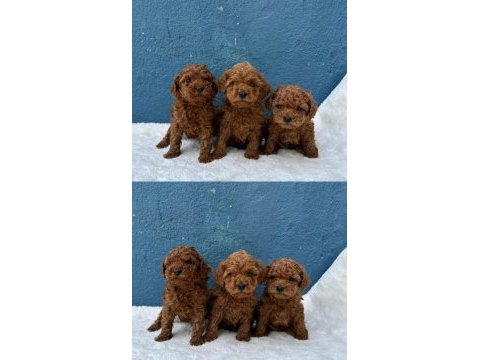 Toy poodle yavrular