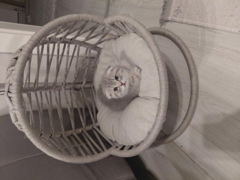 Scottish fold dişi