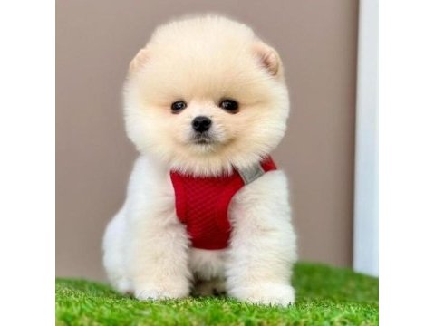 Sevimli pomeranian boo yavrularımız