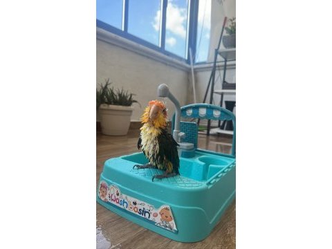Üst düzey full evcil caique papağanı