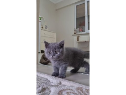 Sahiplendirme british shorthair