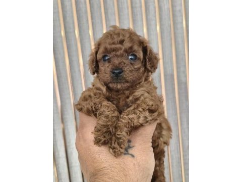 Orjinal yavru kore poodle