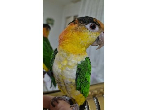 Yavru kayık papağanı konuşmaya başladı