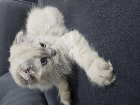 Dünyalar tatlısı dişi scottish fold yavrum ücretli