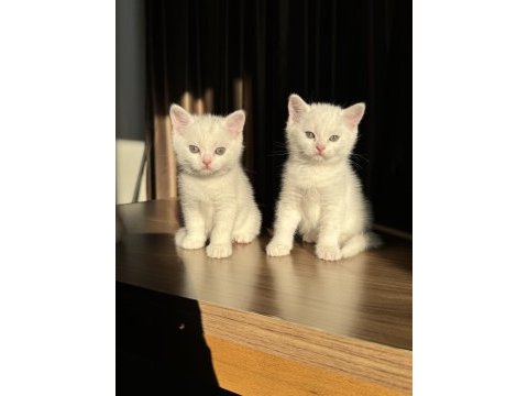 British shorthair ve longhair masmavi göz yavrular