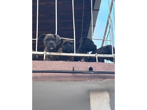 Kıf - fcı scr li anne ve babadan cane corso yavruları