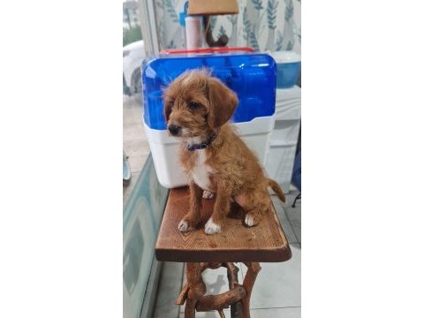Poodle kırması 2 yavrumuz ücretsiz