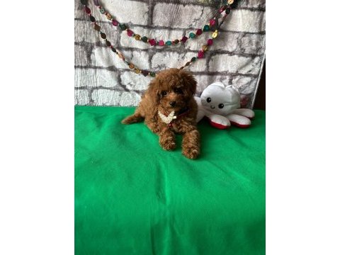 Toy poodle