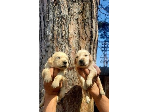 Golden bebekler retriever