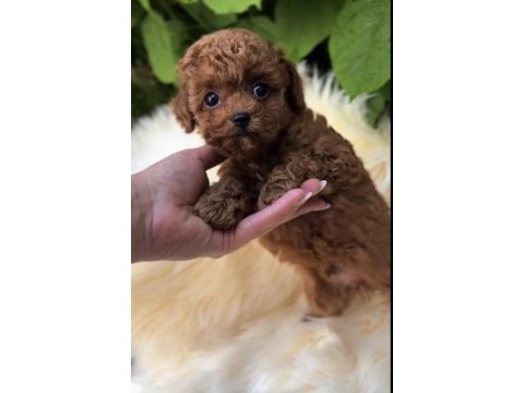 Toy poodle ve maltipoo