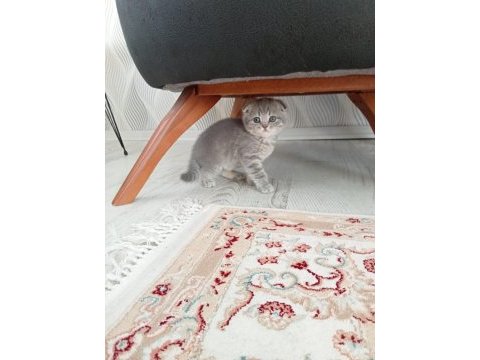 4 adet 50 günlük yavru scottish fold