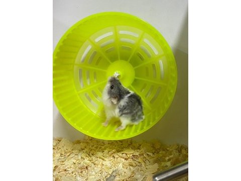Veteriner kontrollü hamster yavruları