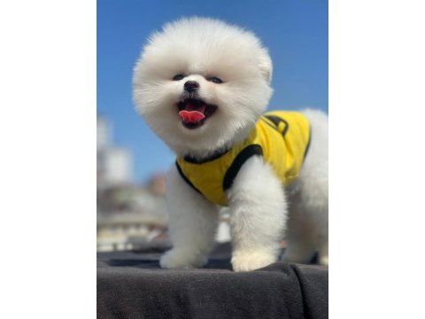 Pomeranian boo