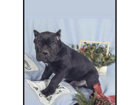 Cane corso köpekler