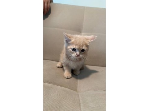 British shorthair 2 aylık yavrular