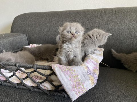Gri scottish fold cinsi yavrular
