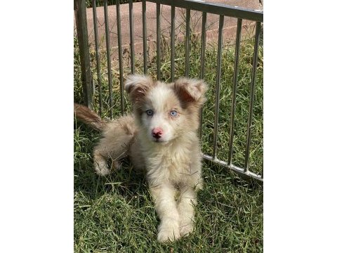 Mavi gözlü border collie erkek