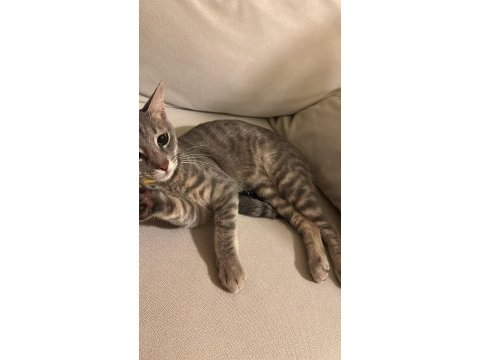 Ücretsiz sahiplendirme kedimiz