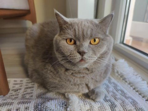 British shorthair dumanımızı sahiplendiriyoruz