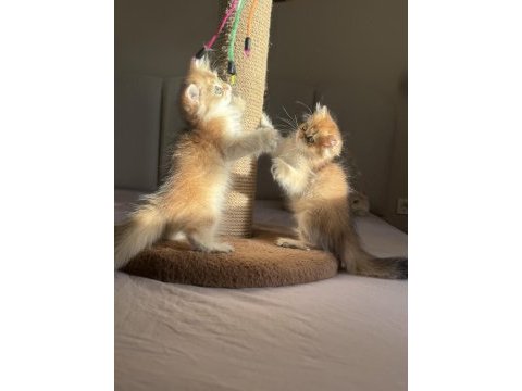 Bebek yüzlü golden ny11 ny12 british longhair