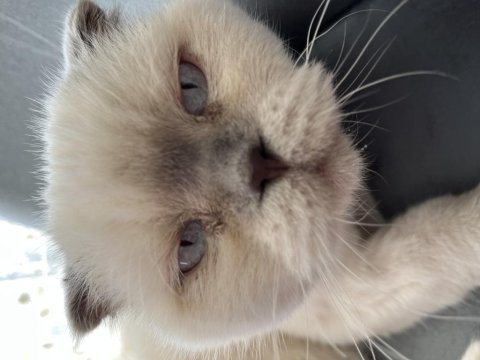 Ücretsiz sahiplendirme scottish fold kedisi
