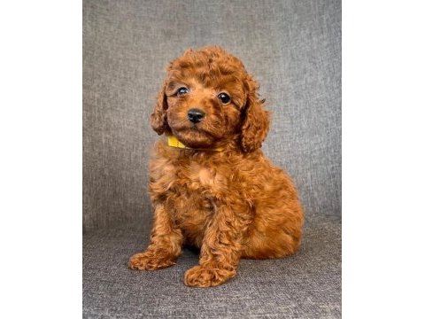 Kıvır kıvır toy poodle yavruları