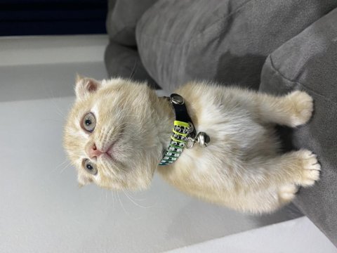 4 aylık scottish fold kedisi