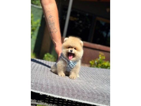 Sağlık ve ırk garantili pomeranian