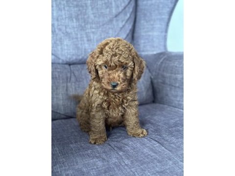 Ukrayna şecereli toy poodle