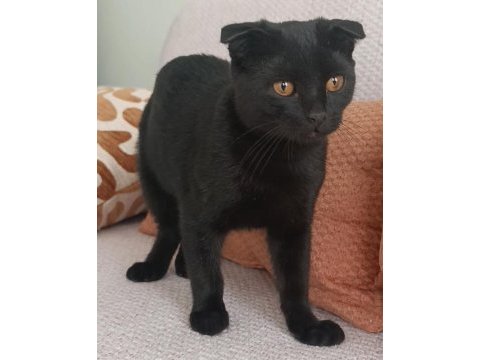 Dişi 5 aylık scottish fold