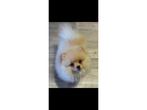 Pomeranian yavrumuz yeni yuvasını arıyor