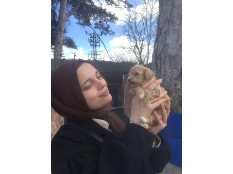 Maltipoo bebekler