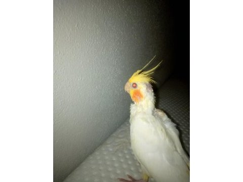 Papağanımızı sahiplendiriyorum