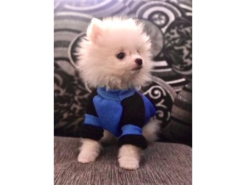 Beyaz erkek pomeranian