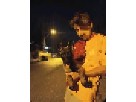 Belçika malinois